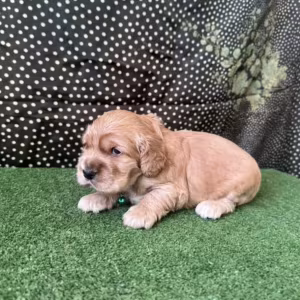 Beautiful Cocker Spaniel Puppies for Sale in Michigan (MI)