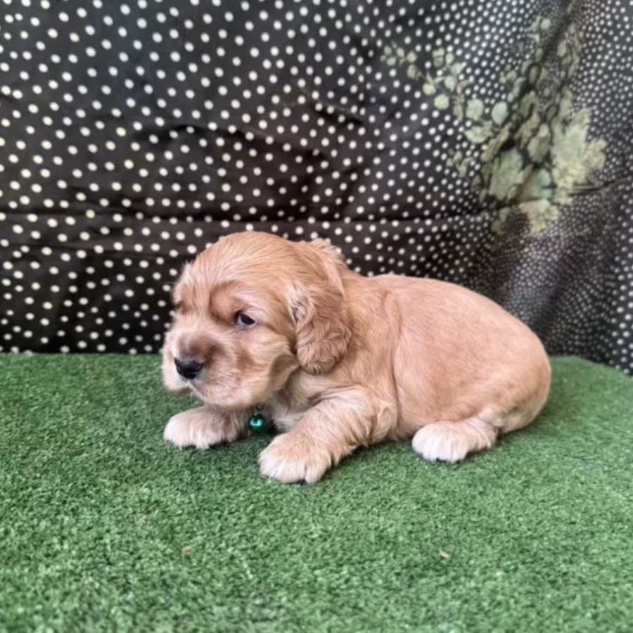 Beautiful Cocker Spaniel Puppies for Sale in Michigan (MI)