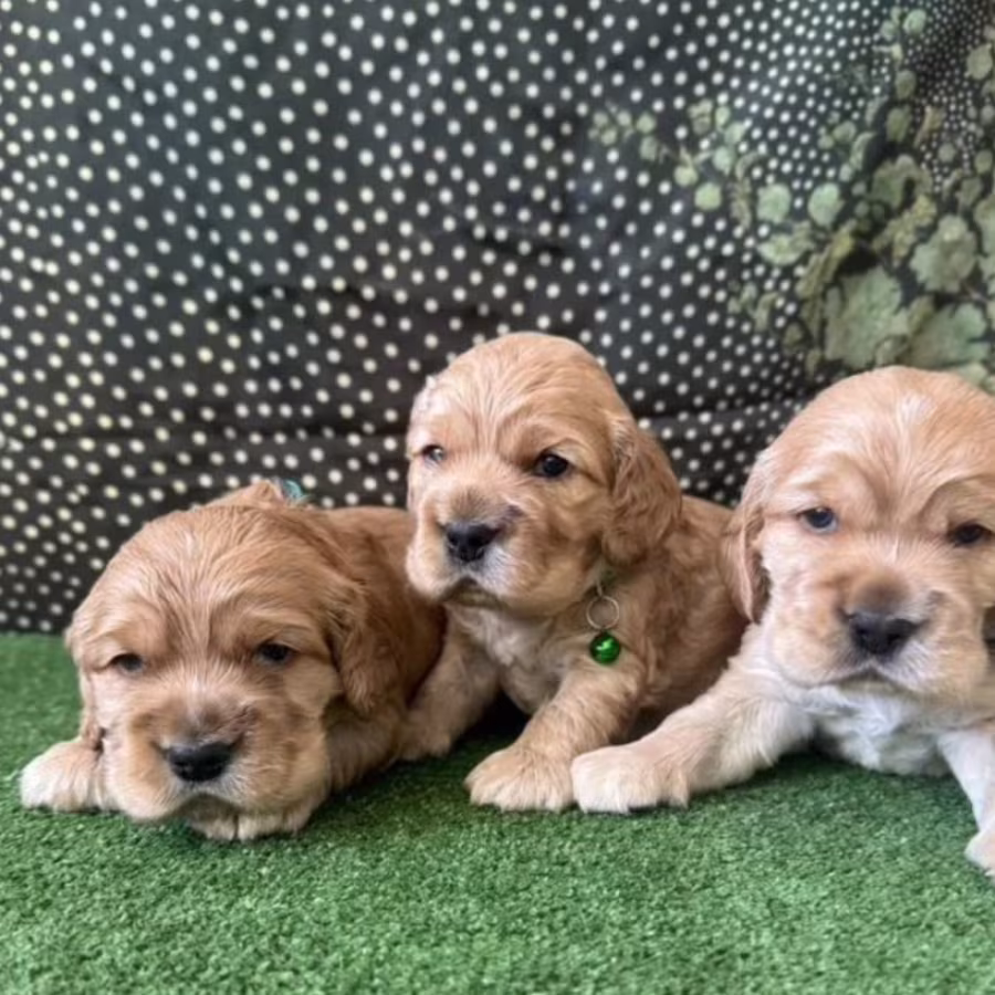 Beautiful Cocker Spaniel Puppies for Sale in Michigan (MI)