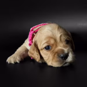 Female Cocker Spaniel Puppy Looking for a Home in New York (NY)