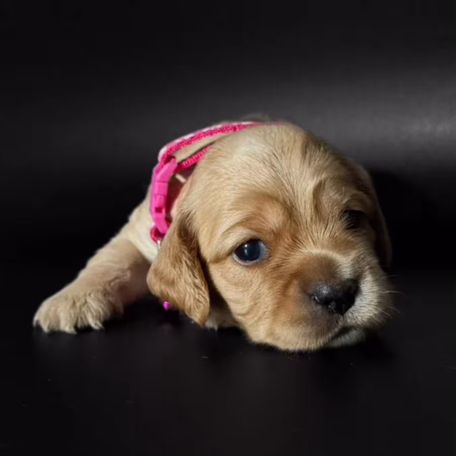 Female Cocker Spaniel Puppy Looking for a Home in New York (NY)