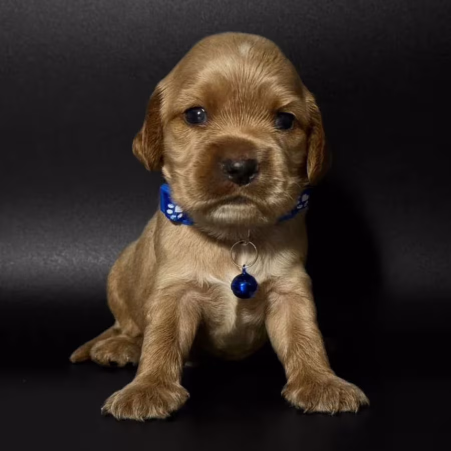 Female Cocker Spaniel Puppy Looking for a Home in New York (NY)