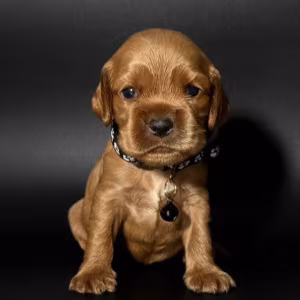 Female Cocker Spaniel Puppy Looking for a Home in New York (NY)