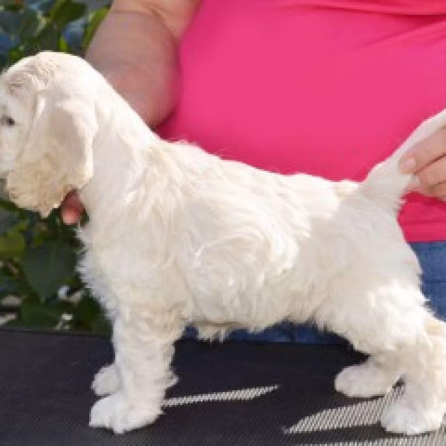 Buy Cocker Spaniel puppies