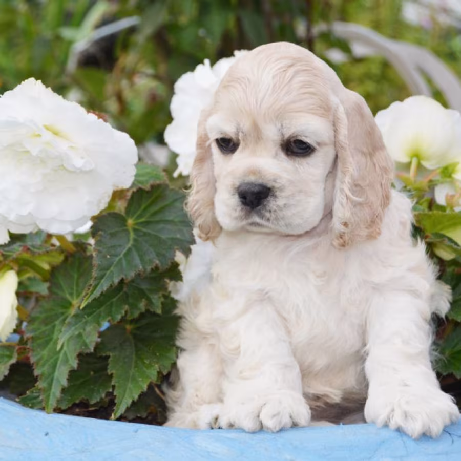 Buy Cocker Spaniel puppies