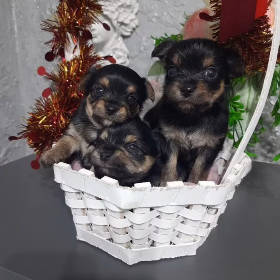 Yorkshire Terrier Puppies for Sale in Florida (FL)