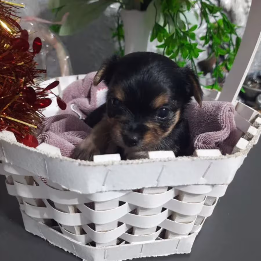 Yorkshire Terrier Puppies for Sale in Florida (FL)