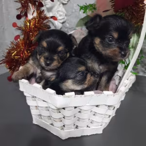 Yorkshire Terrier Puppies for Sale in Florida (FL)