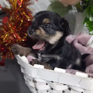 Yorkshire Terrier Puppies for Sale in Florida (FL)