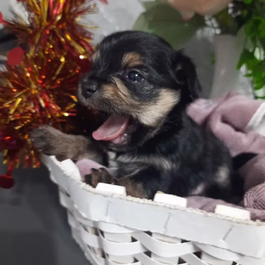 Yorkshire Terrier Puppies for Sale in Florida (FL)