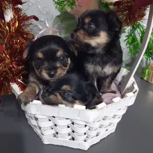 Yorkshire Terrier Puppies for Sale in Florida (FL)