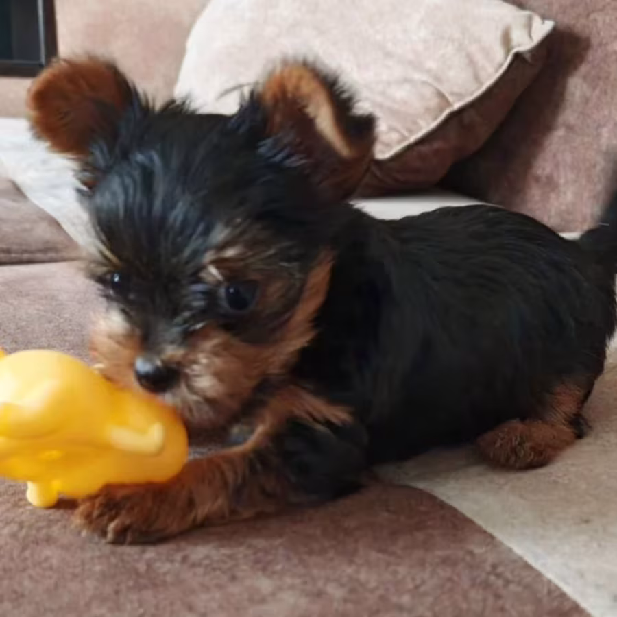Yorkshire Terrier Girl Puppy for Sale in New York (NY)