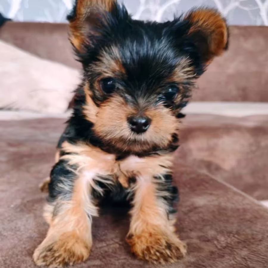 Yorkshire Terrier Girl Puppy for Sale in New York (NY)