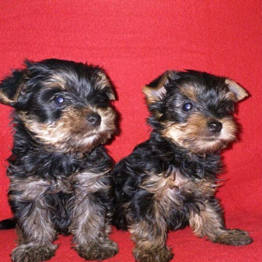 Male and Female Yorkshire Terrier Puppies for Sale in Michigan (MI)