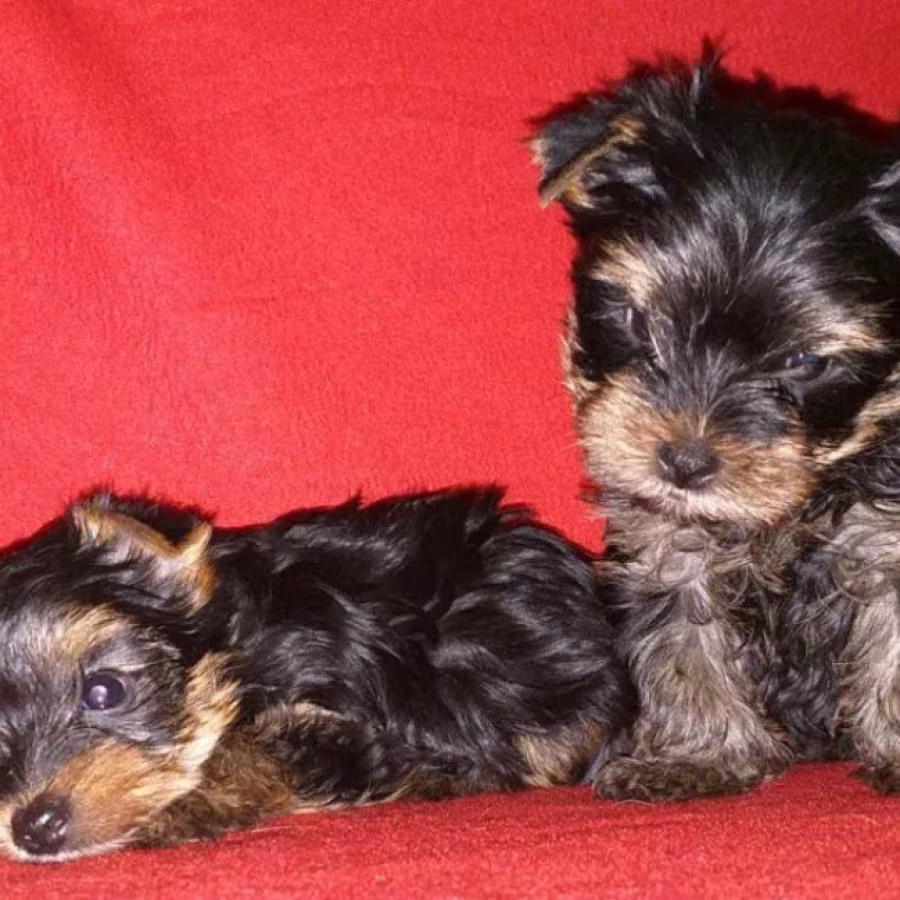 Male and Female Yorkshire Terrier Puppies for Sale in Michigan (MI)