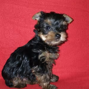 Male and Female Yorkshire Terrier Puppies for Sale in Michigan (MI)