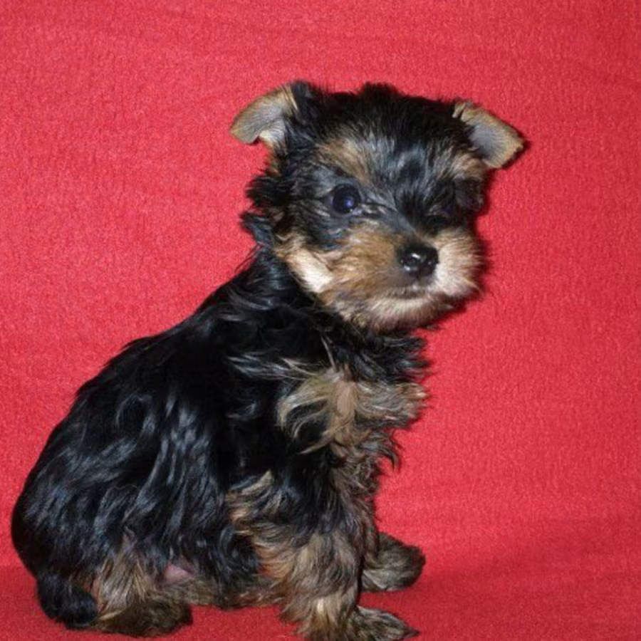 Male and Female Yorkshire Terrier Puppies for Sale in Michigan (MI)