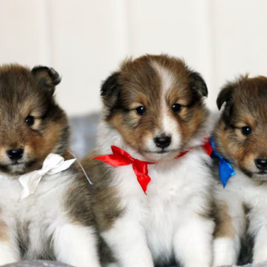Collie Puppies for Sale in New York (NY)