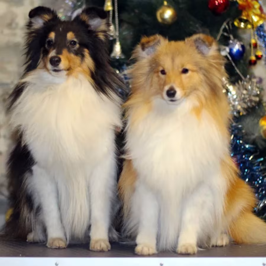 Collie Puppies for Sale in New York (NY)