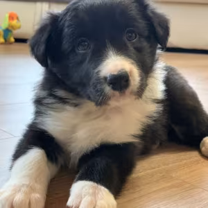 12-Week-Old Collie Girl Texas (TX)