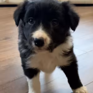 12-Week-Old Collie Girl Texas (TX)