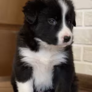 12-Week-Old Collie Girl Texas (TX)