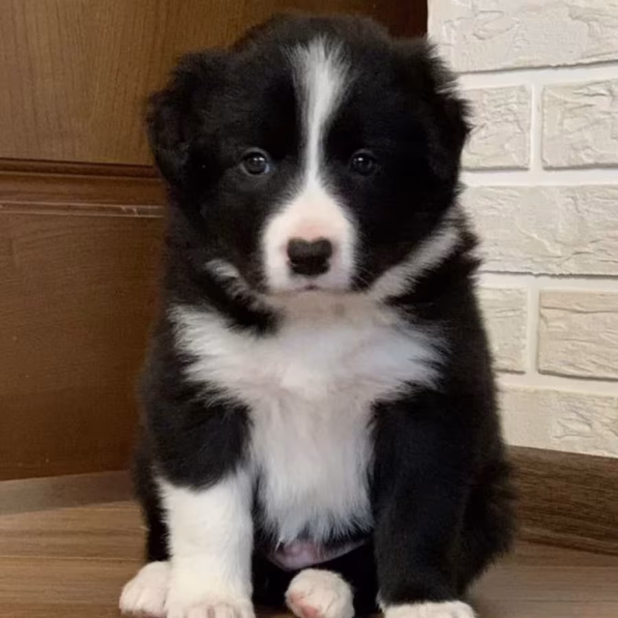 12-Week-Old Collie Girl Texas (TX)