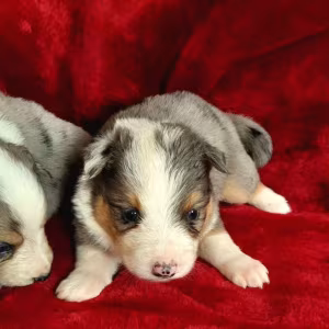 Male and Female Collie Puppies for Sale in New York (NY)