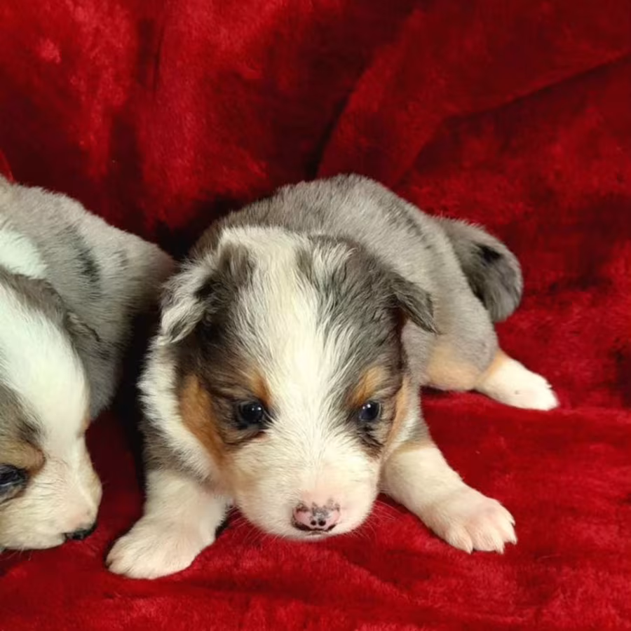Male and Female Collie Puppies for Sale in New York (NY)