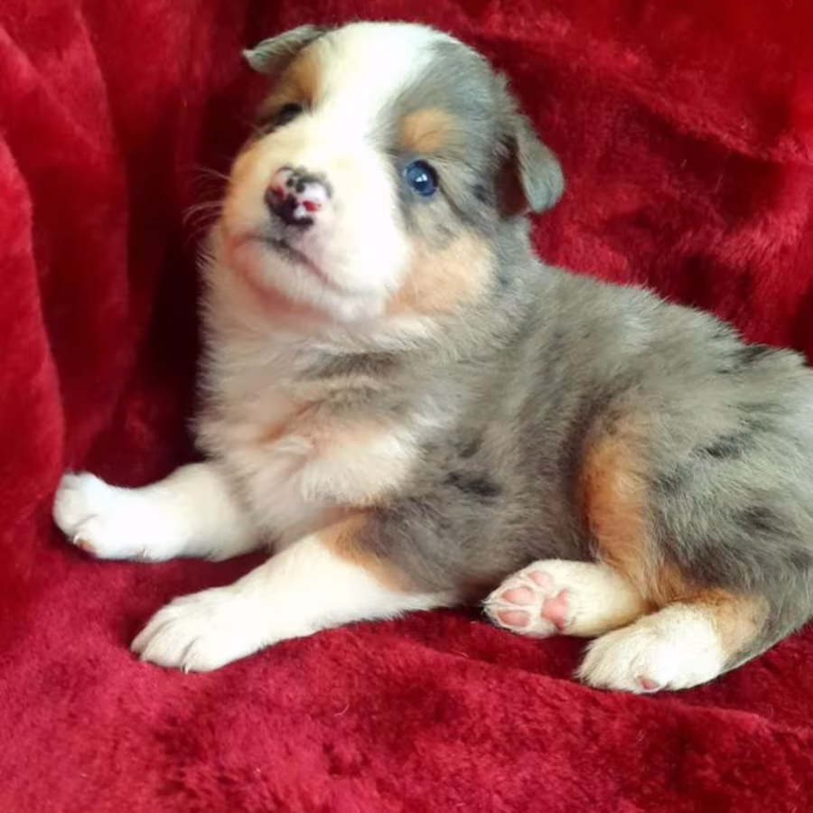 Male and Female Collie Puppies for Sale in New York (NY)