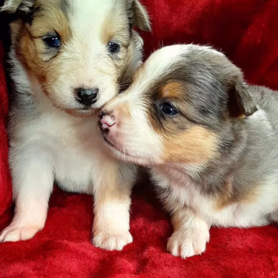 Male and Female Collie Puppies for Sale in New York (NY)