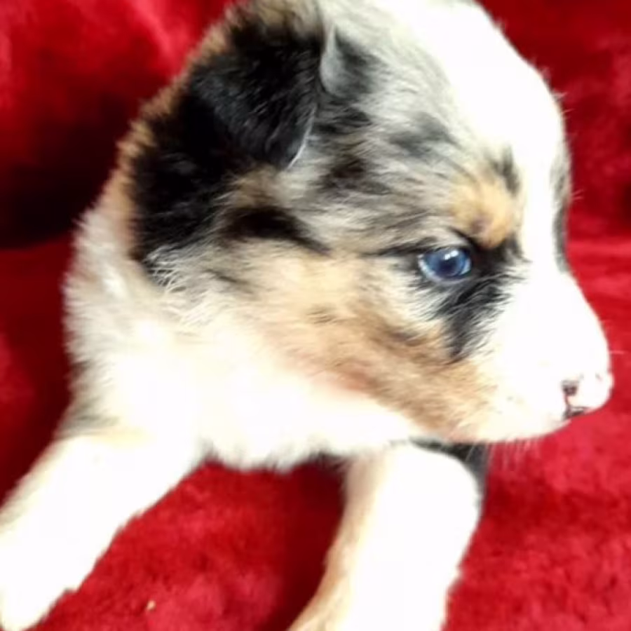Male and Female Collie Puppies for Sale in New York (NY)