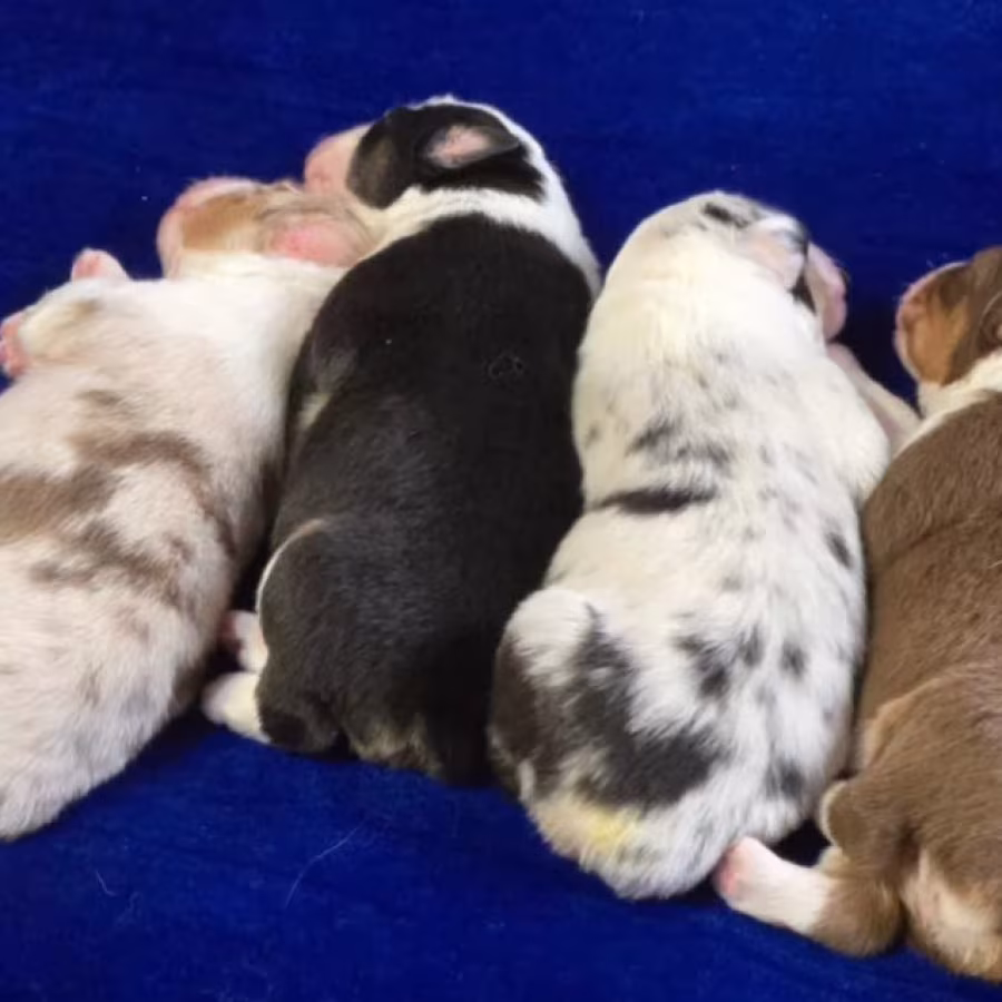 Australian Shepherd Puppies for Sale in Louisiana (LA)