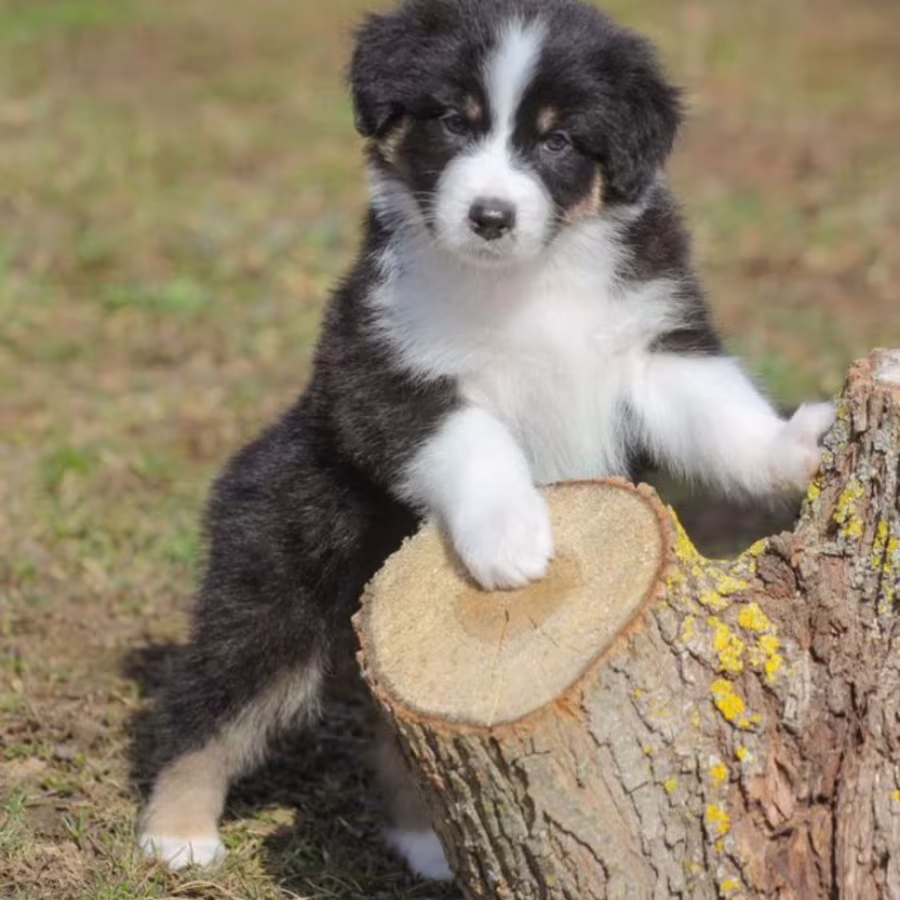Two Aussie Puppies Looking for Homes in New York (NY)