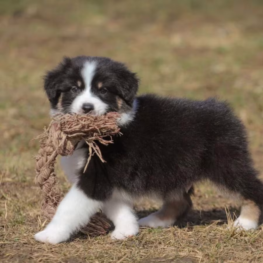 Two Aussie Puppies Looking for Homes in New York (NY)
