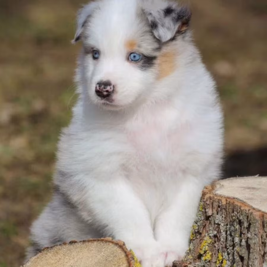 Two Aussie Puppies Looking for Homes in New York (NY)