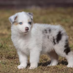 Two Aussie Puppies Looking for Homes in New York (NY)