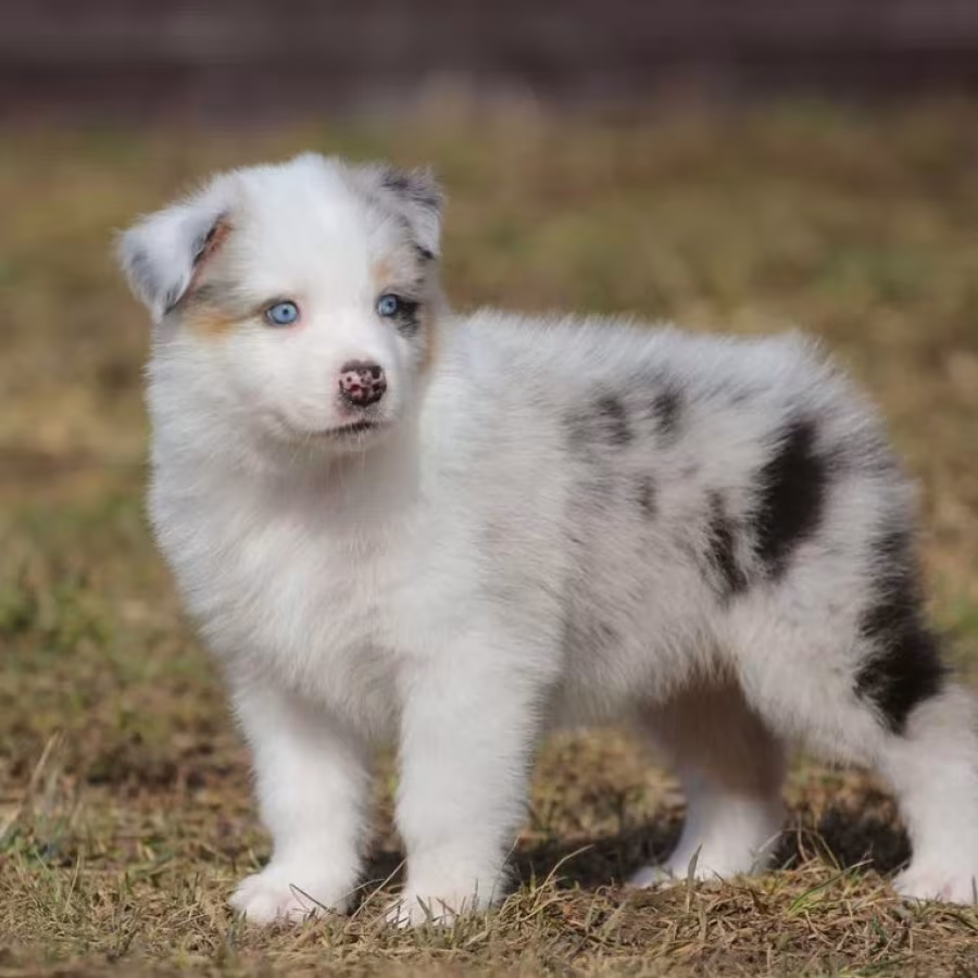 Two Aussie Puppies Looking for Homes in New York (NY)