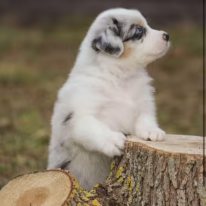 Two Aussie Puppies Looking for Homes in New York (NY)