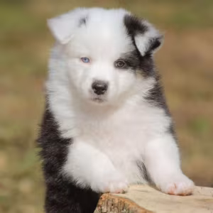Two Aussie Puppies Looking for Homes in New York (NY)