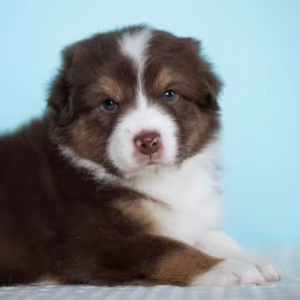 Australian Shepherd Girl for Sale in Texas (TX)