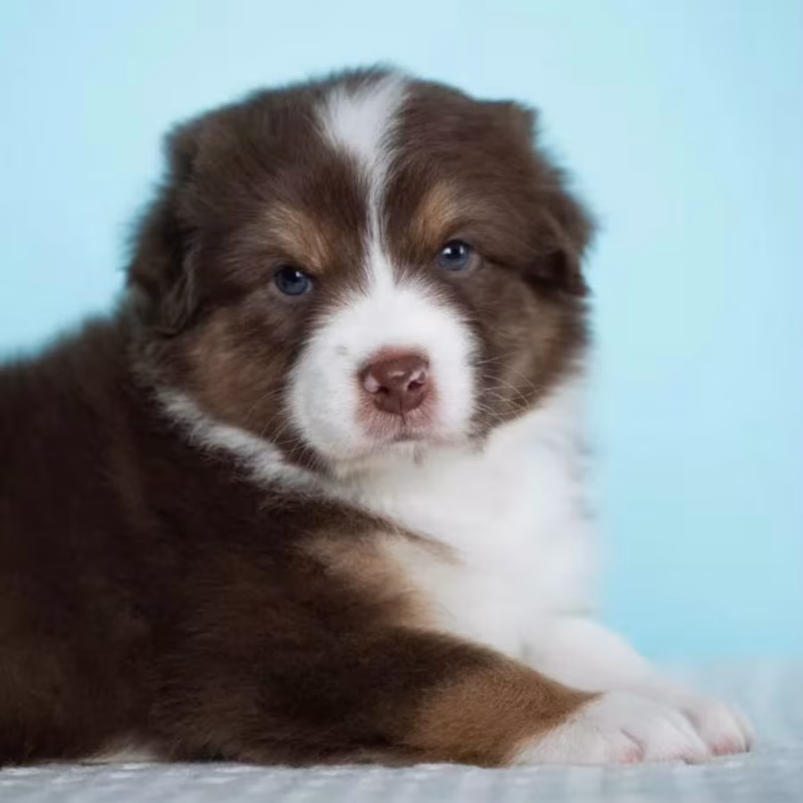 Australian Shepherd Girl for Sale in Texas (TX)