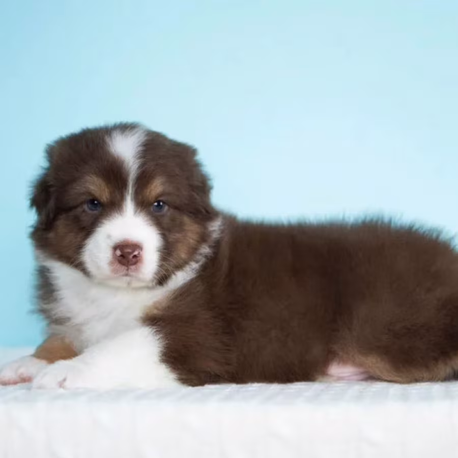 Australian Shepherd Girl for Sale in Texas (TX)