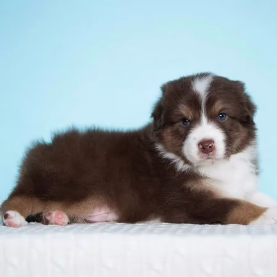 Australian Shepherd Girl for Sale in Texas (TX)