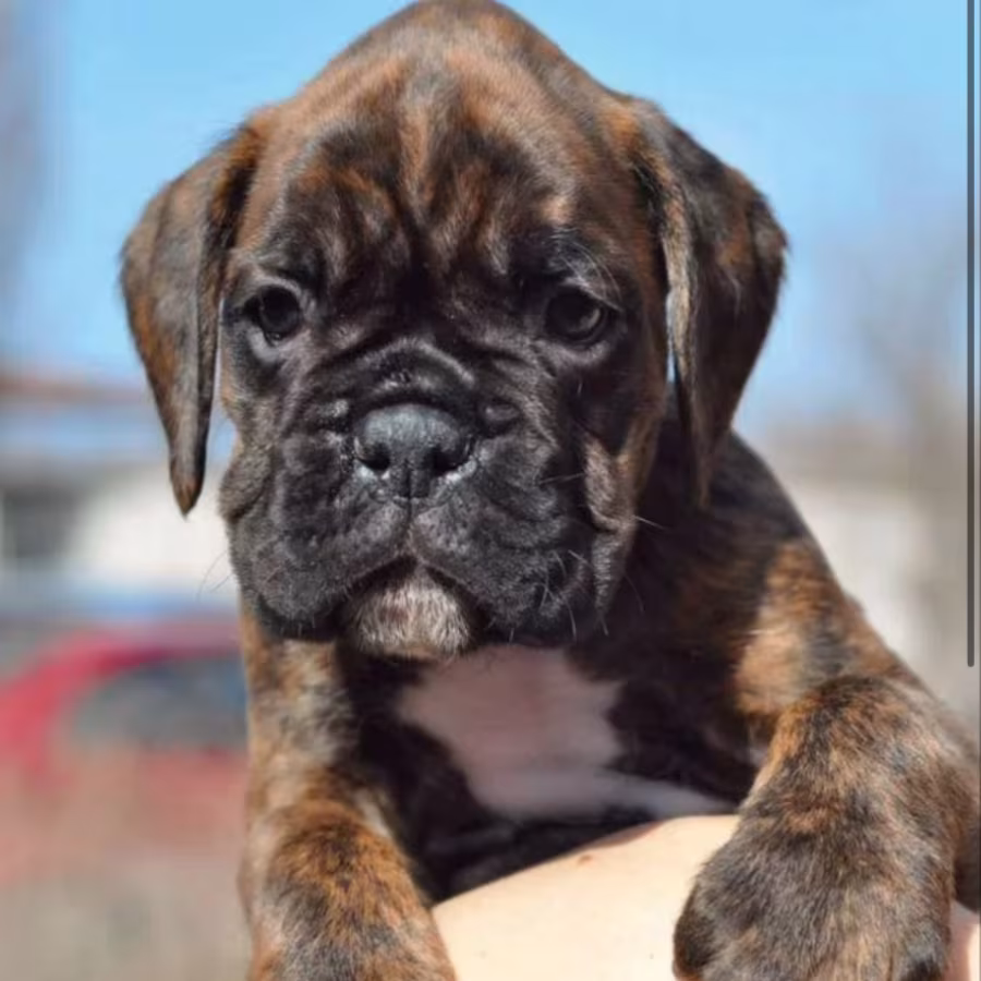 Boxer Puppies for Sale in Texas (TX)