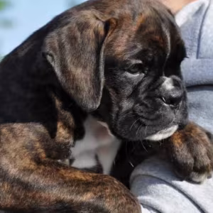 Boxer Puppies for Sale in Texas (TX)