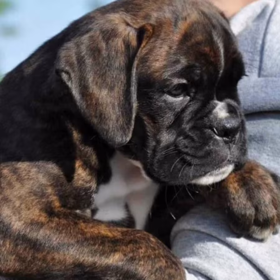 Boxer Puppies for Sale in Texas (TX)