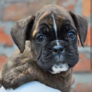 Boxer Puppies for Sale in Texas (TX)