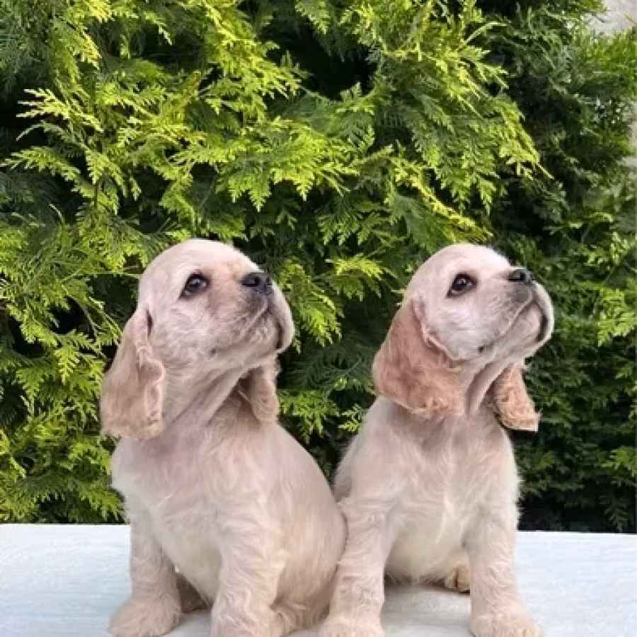 Charming English Cocker Spaniel Puppies for Sale!