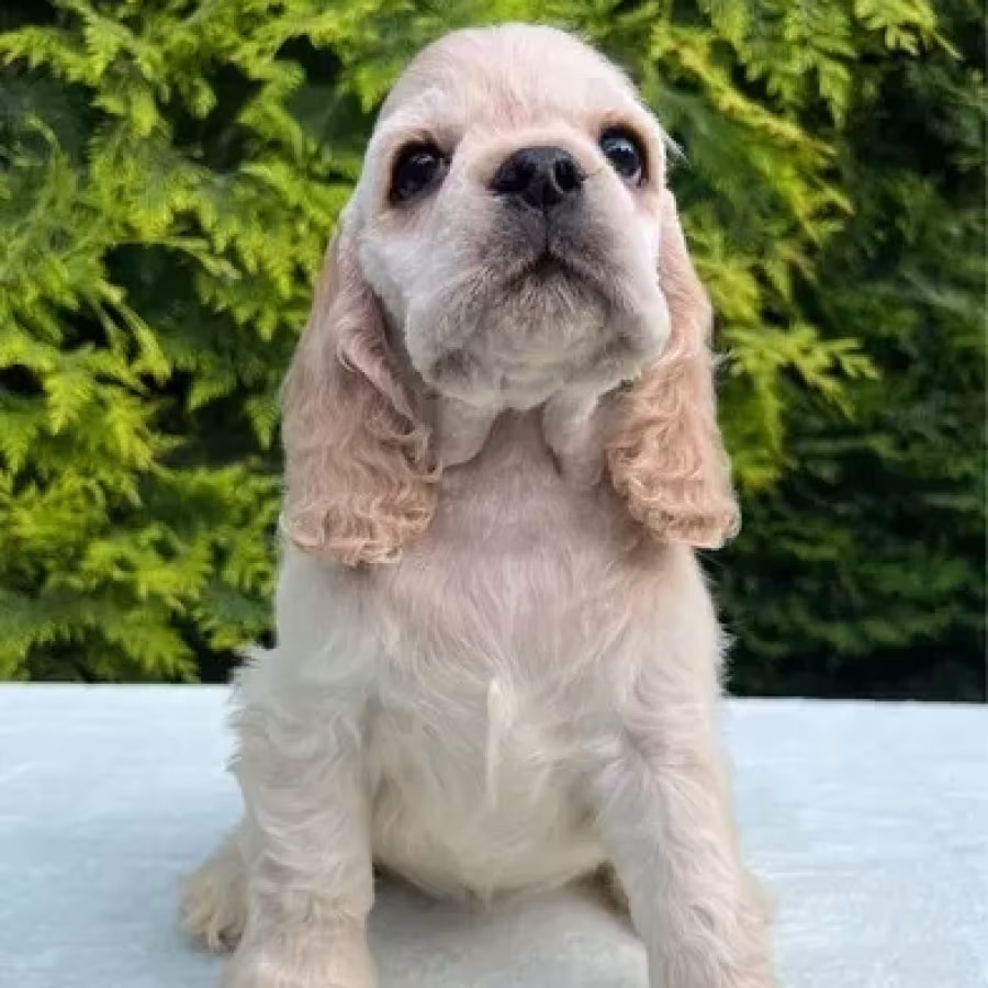 Charming English Cocker Spaniel Puppies for Sale!